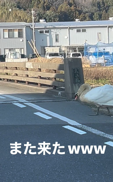 道路を横断する白鳥