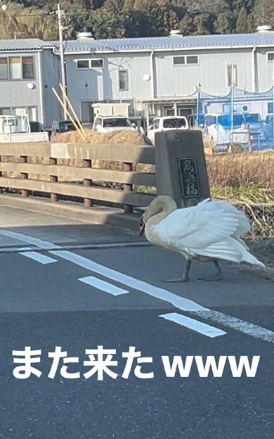 道路を横断する白鳥