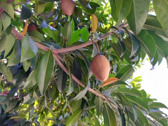 サポディラの木の画像