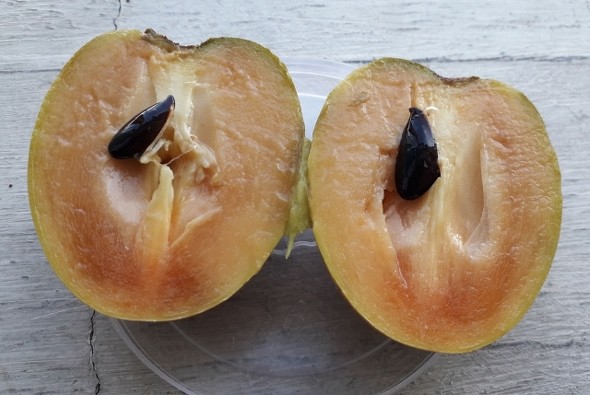 サポディラの実の画像