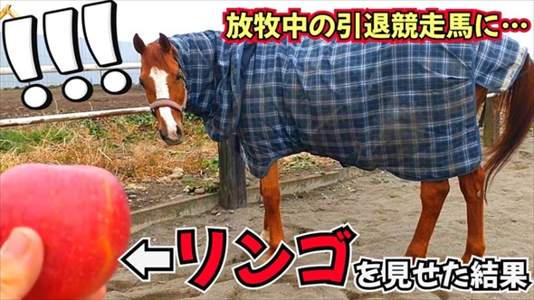 馬にりんごを持って近づくと