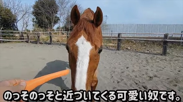 馬にりんごを持って近づくと