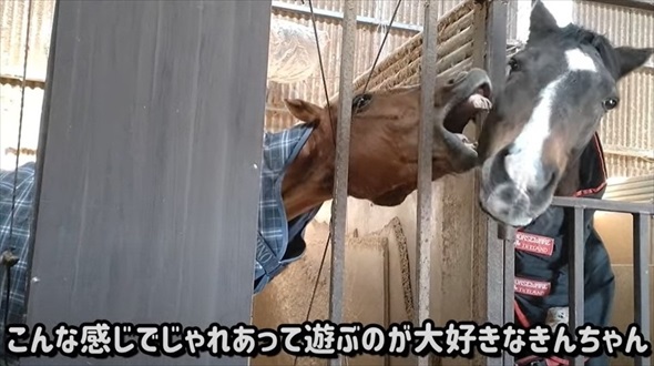 馬にりんごを持って近づくと