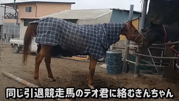 馬にりんごを持って近づくと