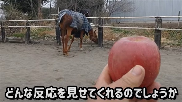 馬にりんごを持って近づくと