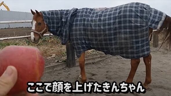 馬にりんごを持って近づくと