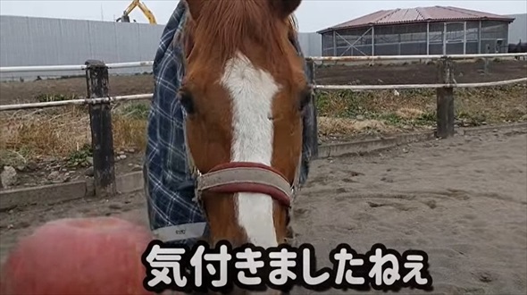 馬にりんごを持って近づくと