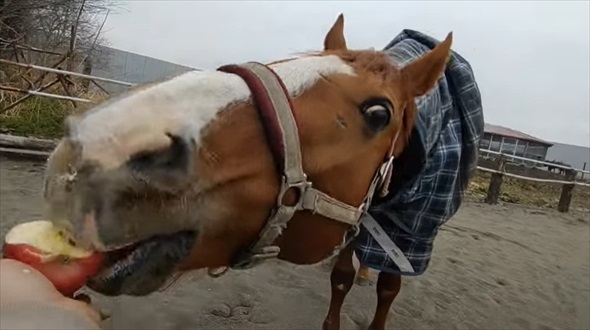馬にりんごを持って近づくと