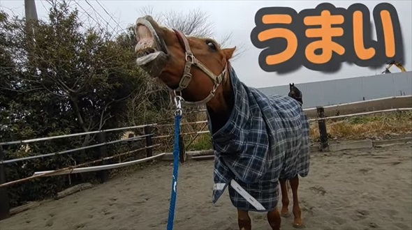 馬にりんごを持って近づくと