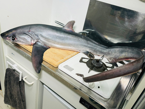 吉池 ニタリザメ 買ってきた 目を疑う光景 ミニキッチン デカい サメ