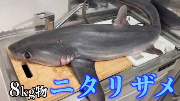 吉池 ニタリザメ 買ってきた 目を疑う光景 ミニキッチン デカい サメ