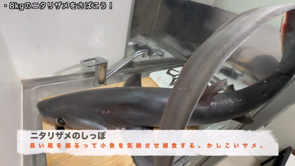 吉池 ニタリザメ 買ってきた 目を疑う光景 ミニキッチン デカい サメ
