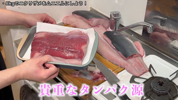 吉池 ニタリザメ 買ってきた 目を疑う光景 ミニキッチン デカい サメ