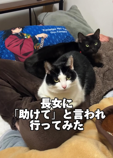 前回猫