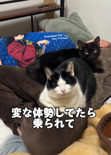 変な体勢をしていたら猫たちに乗られてしまった長女