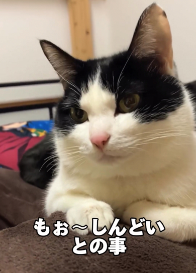 愛猫のかわいさと葛藤する長女