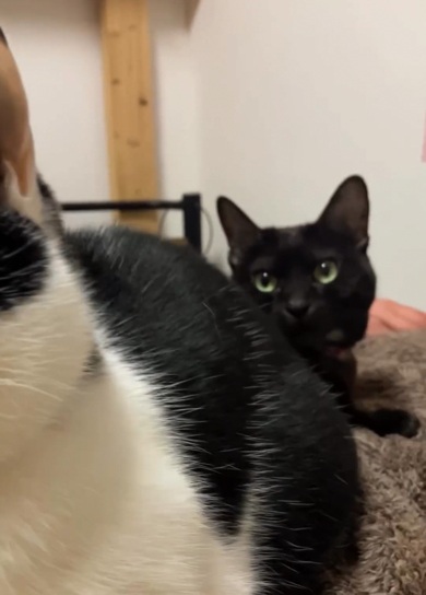 飼い主の体の上でくつろぎタイムの猫たち