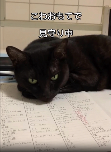 勉強を見守り中の猫
