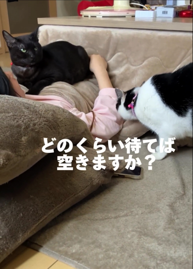 順番待ちをする猫