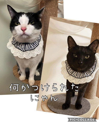 おしゃれをする猫たち