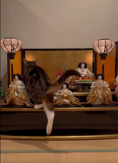 ひな壇に登る猫