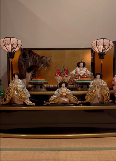 ひな壇の小物を上手に避ける猫
