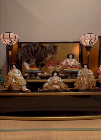 慎重に座る位置を確認する猫