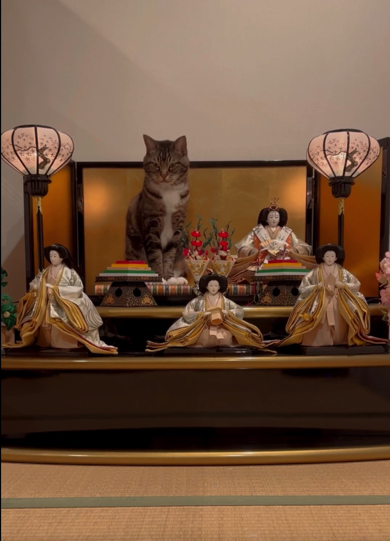 お内裏様のスペースに座る猫