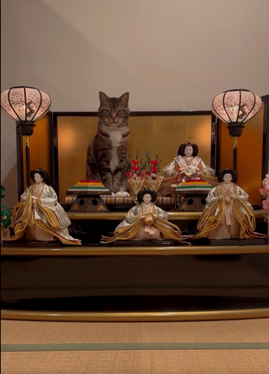 キメ顔でお内裏様になりきる猫