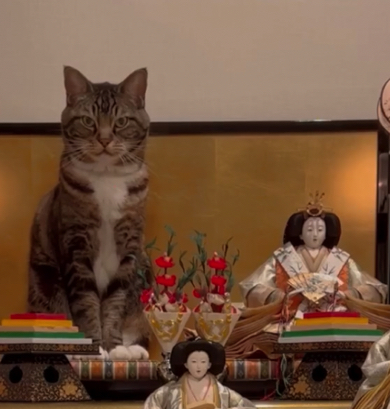 おひな様とお似合いの猫