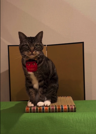 節分を満喫する猫