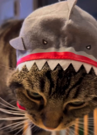 サメの帽子が似合う猫