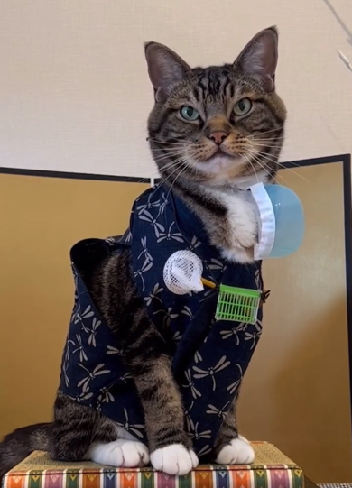 浴衣を着こなす猫