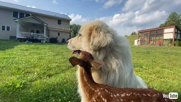 犬に吸いつくシカ