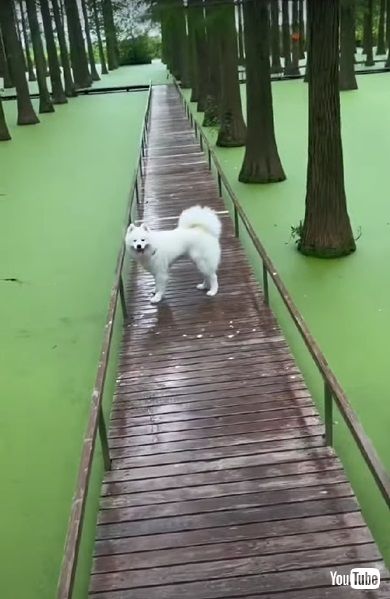 池に飛び込むワンコ