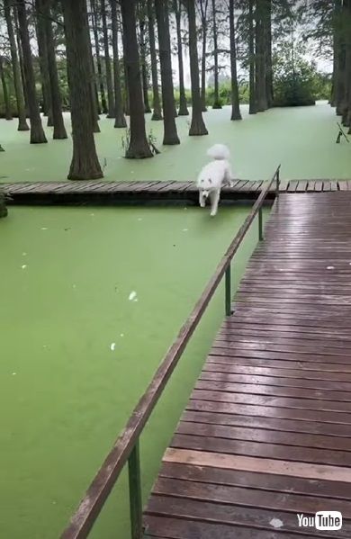 池に飛び込むワンコ