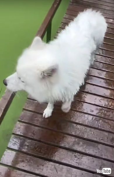 池に飛び込むワンコ