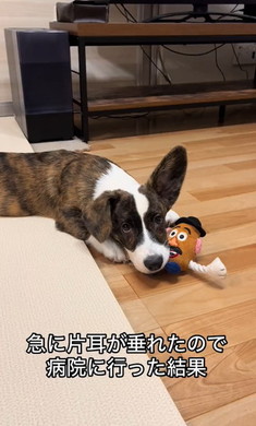 耳が大きいコーギー