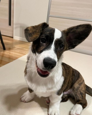 耳が大きいコーギー