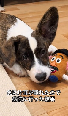 耳が大きいコーギー