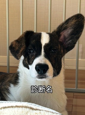 耳が大きいコーギー