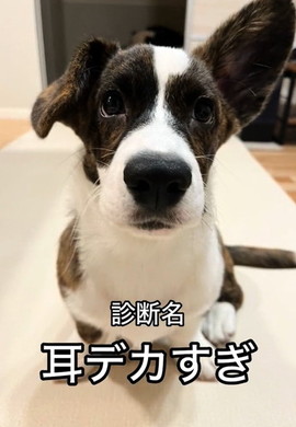 耳が大きいコーギー