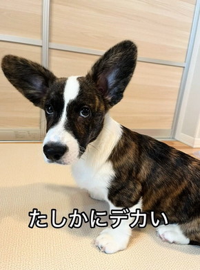 耳が大きいコーギー