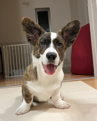 耳が大きいコーギー