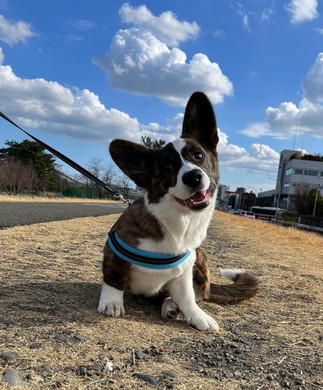 耳が大きいコーギー
