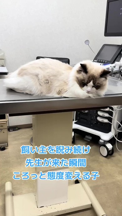 診察台の上で待つ猫
