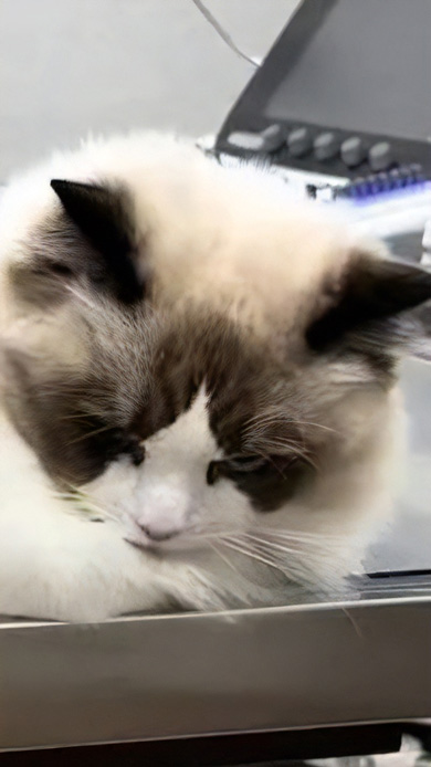 にらむ猫
