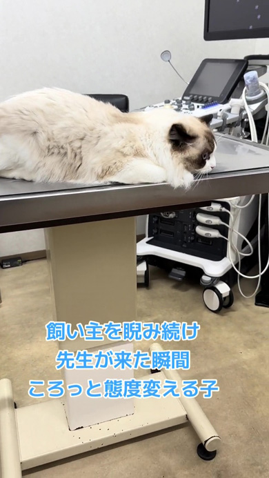 ふせる猫