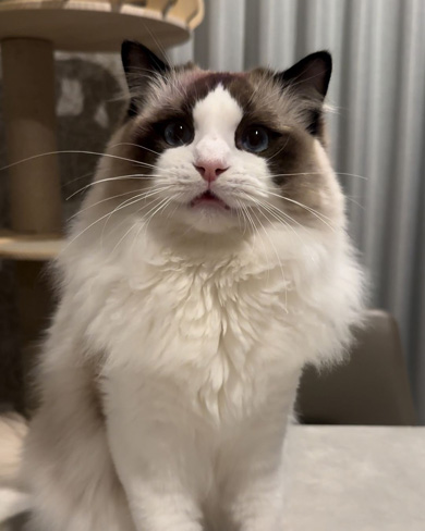 見つめてくる猫