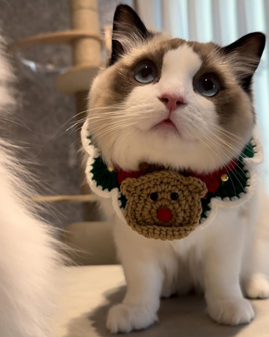 上目遣いをする猫